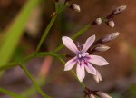 Afrosolen erythranthus