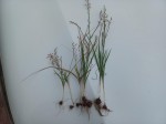 Lapeirousia caudata