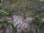 Lapeirousia caudata
