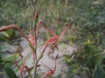 Lapeirousia caudata