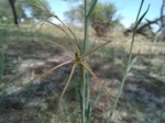 Lapeirousia caudata