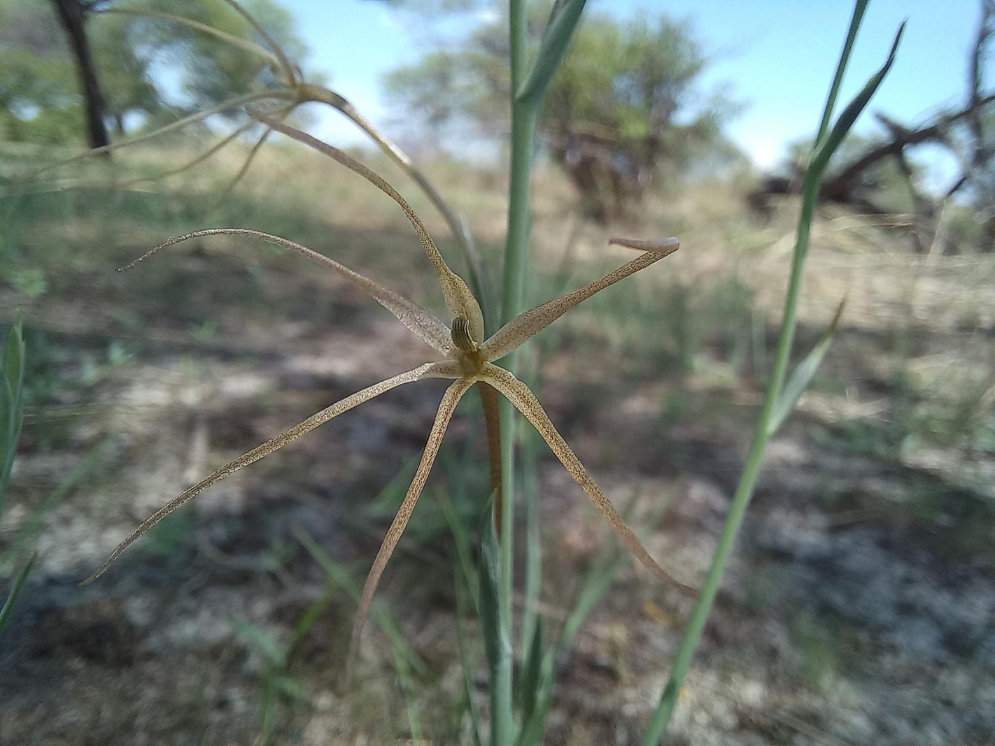 Lapeirousia caudata