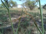 Lapeirousia caudata