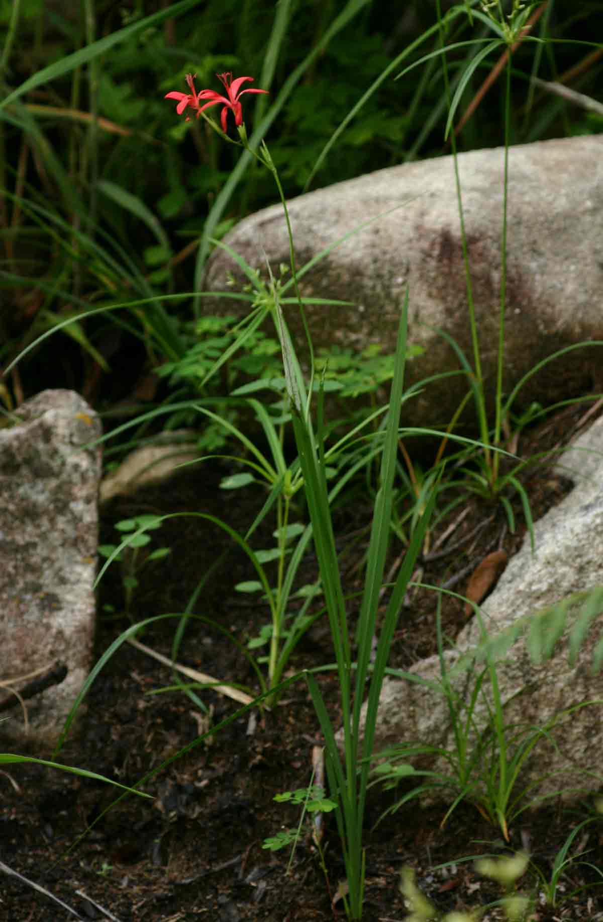 Freesia grandiflora subsp. grandiflora