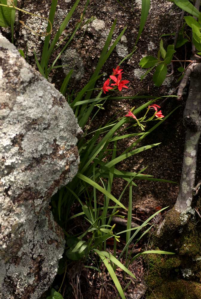 Freesia grandiflora subsp. grandiflora