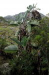 Strelitzia caudata