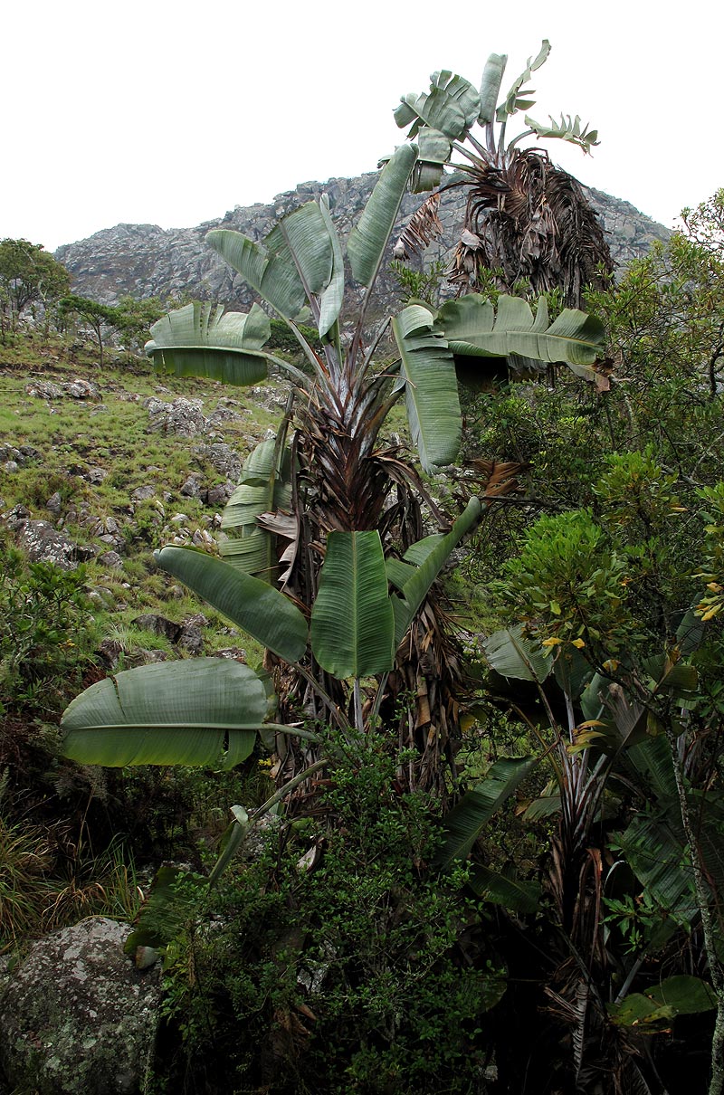 Strelitzia caudata