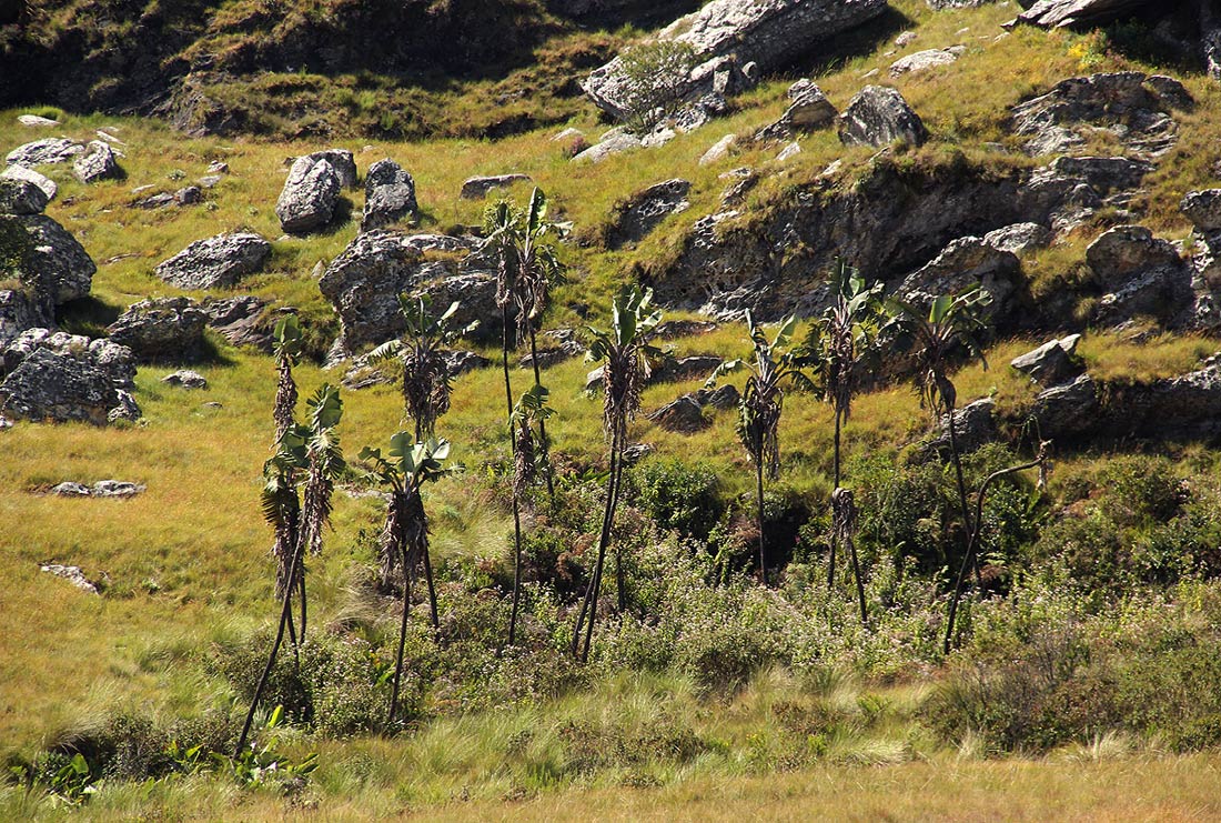 Strelitzia caudata