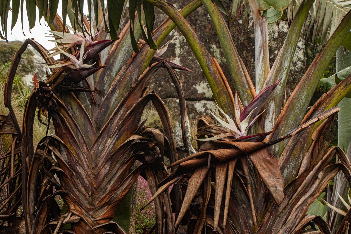 Strelitzia caudata