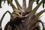 Strelitzia caudata
