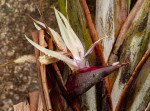 Strelitzia caudata