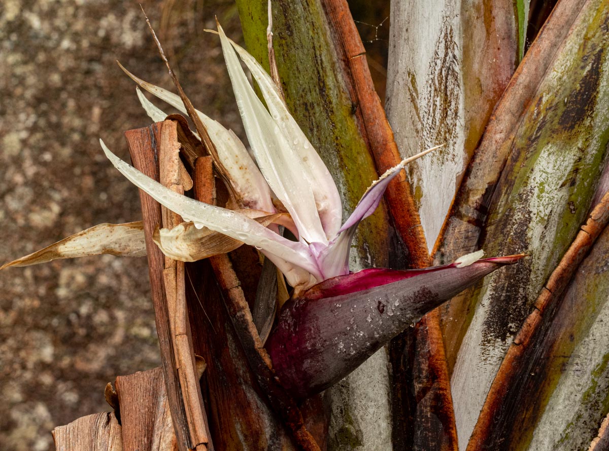 Strelitzia caudata