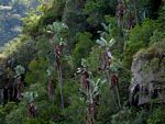 Strelitzia caudata