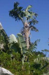 Strelitzia caudata