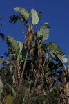 Strelitzia caudata