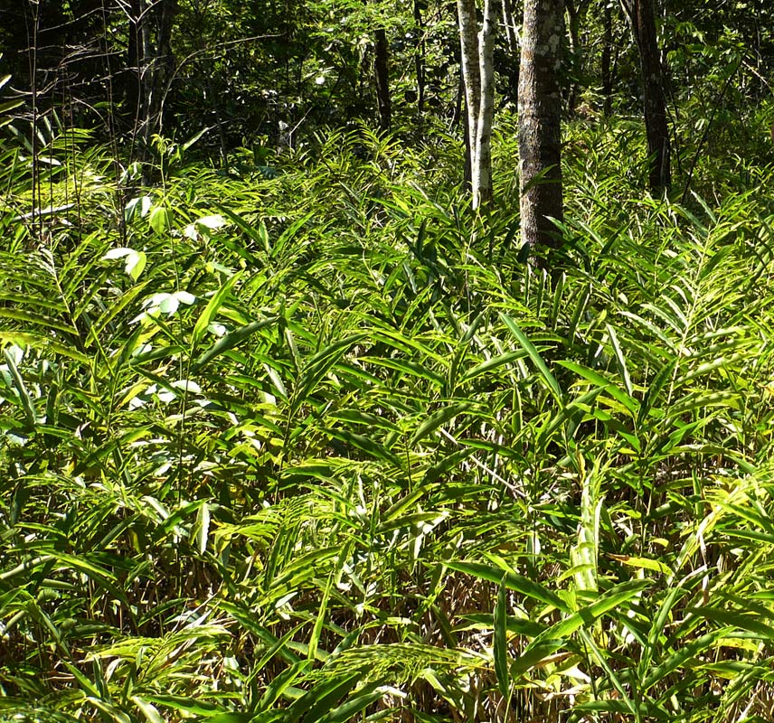 Aframomum albiflorum