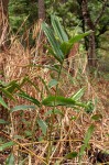 Aframomum albiflorum