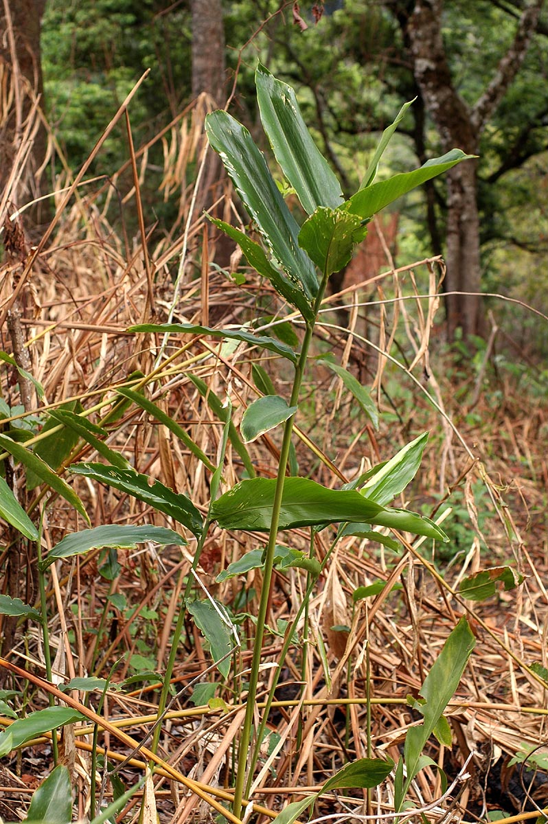 Aframomum albiflorum