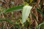 Aframomum albiflorum