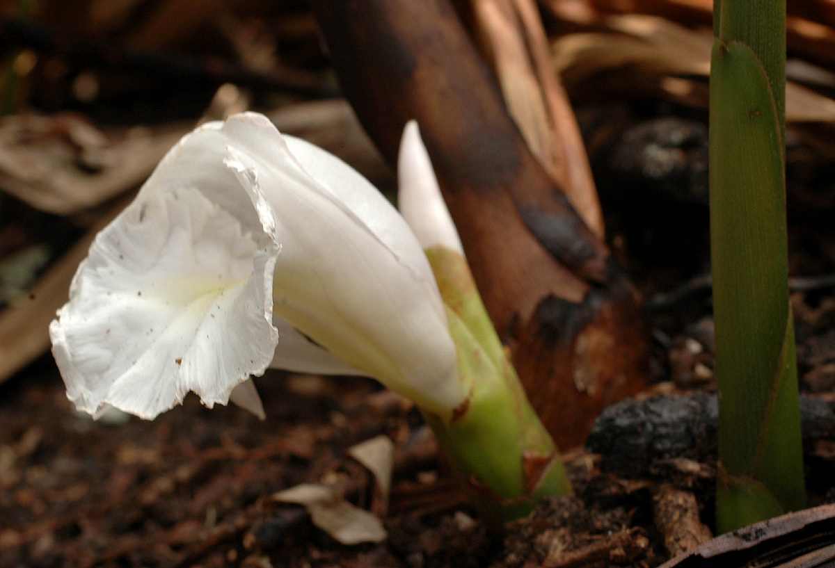 Aframomum albiflorum
