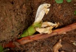 Aframomum albiflorum
