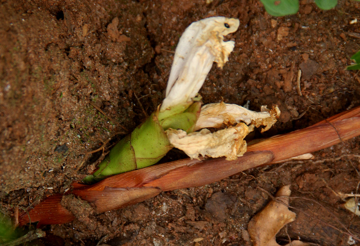 Aframomum albiflorum