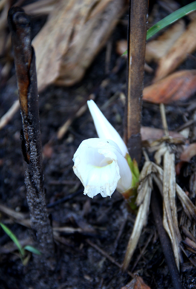 Aframomum albiflorum