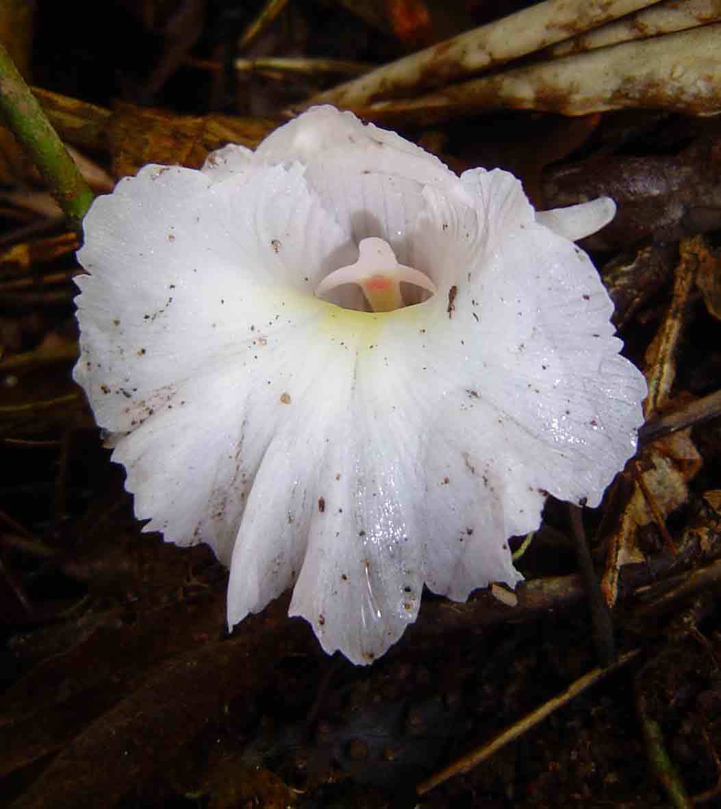 Aframomum albiflorum