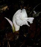 Aframomum albiflorum