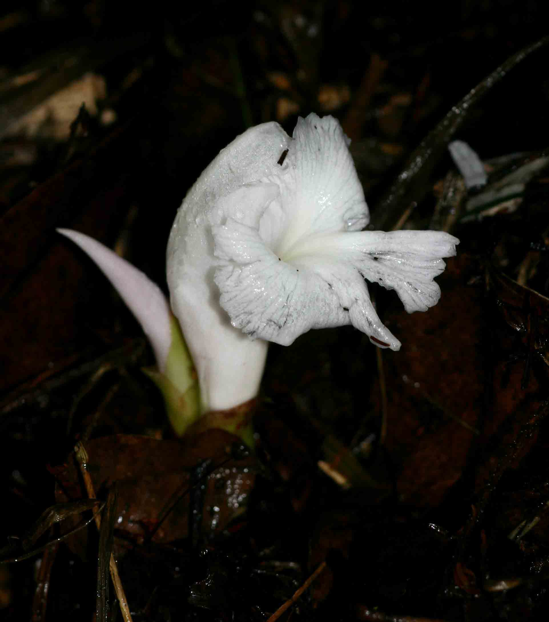 Aframomum albiflorum