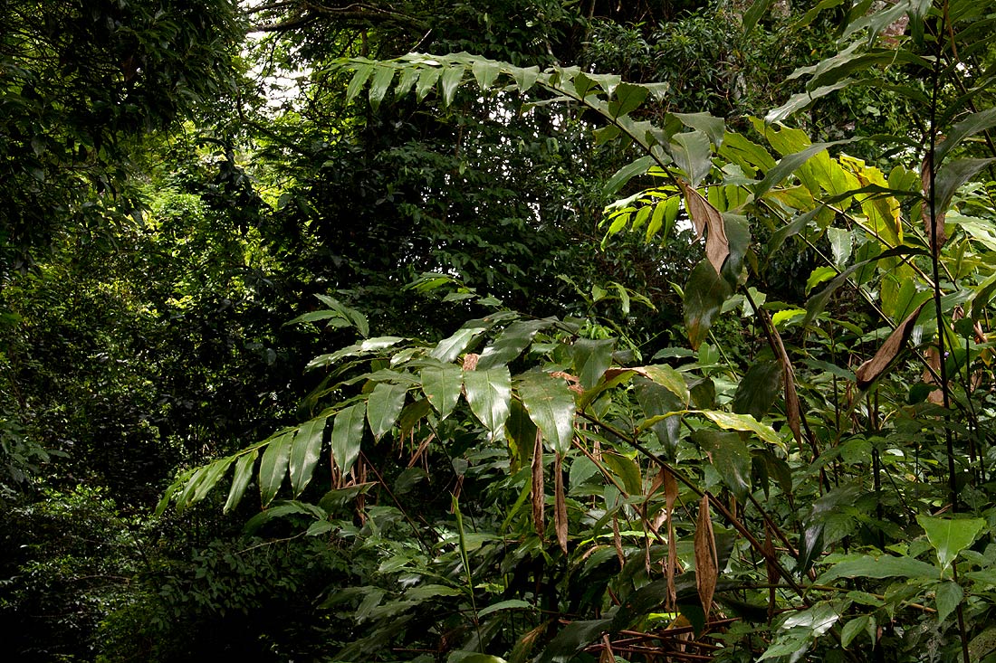 Aframomum albiflorum