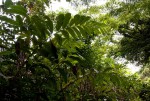 Aframomum albiflorum