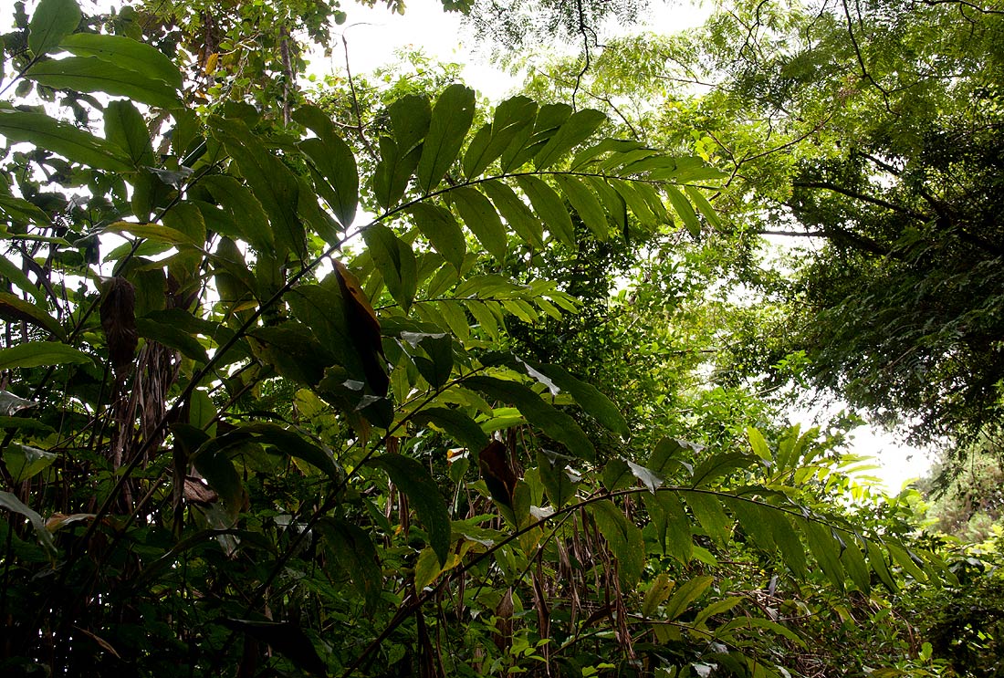 Aframomum albiflorum