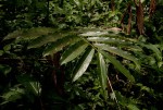 Aframomum albiflorum