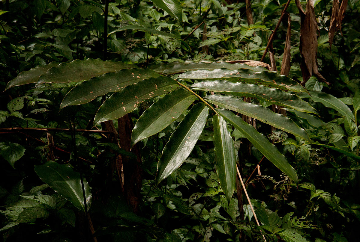 Aframomum albiflorum