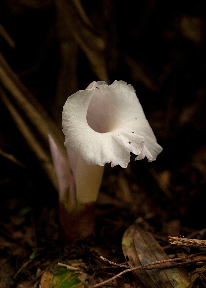 Aframomum albiflorum