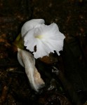 Aframomum albiflorum