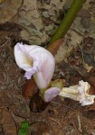 Aframomum albiflorum