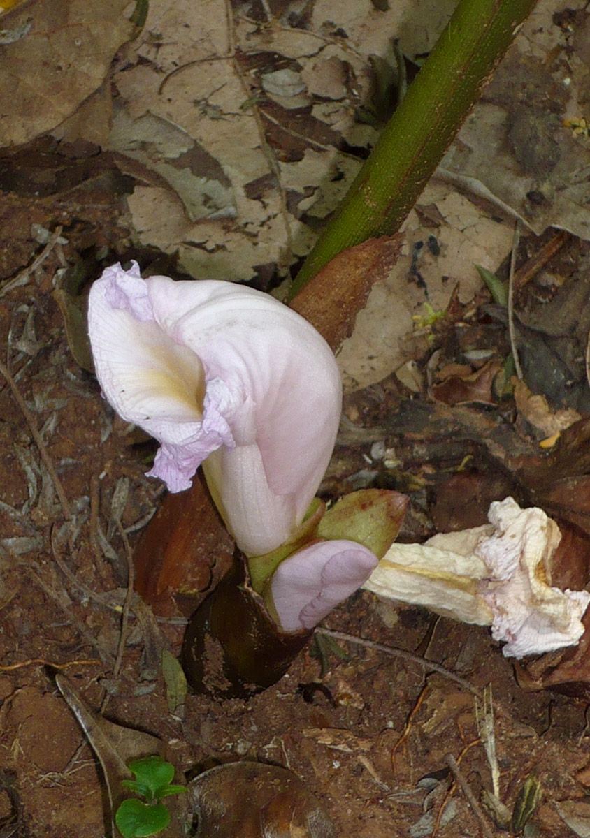 Aframomum albiflorum