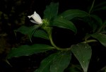 Costus afer