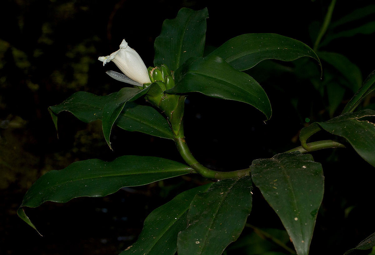 Costus afer