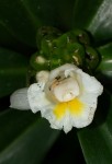 Costus afer