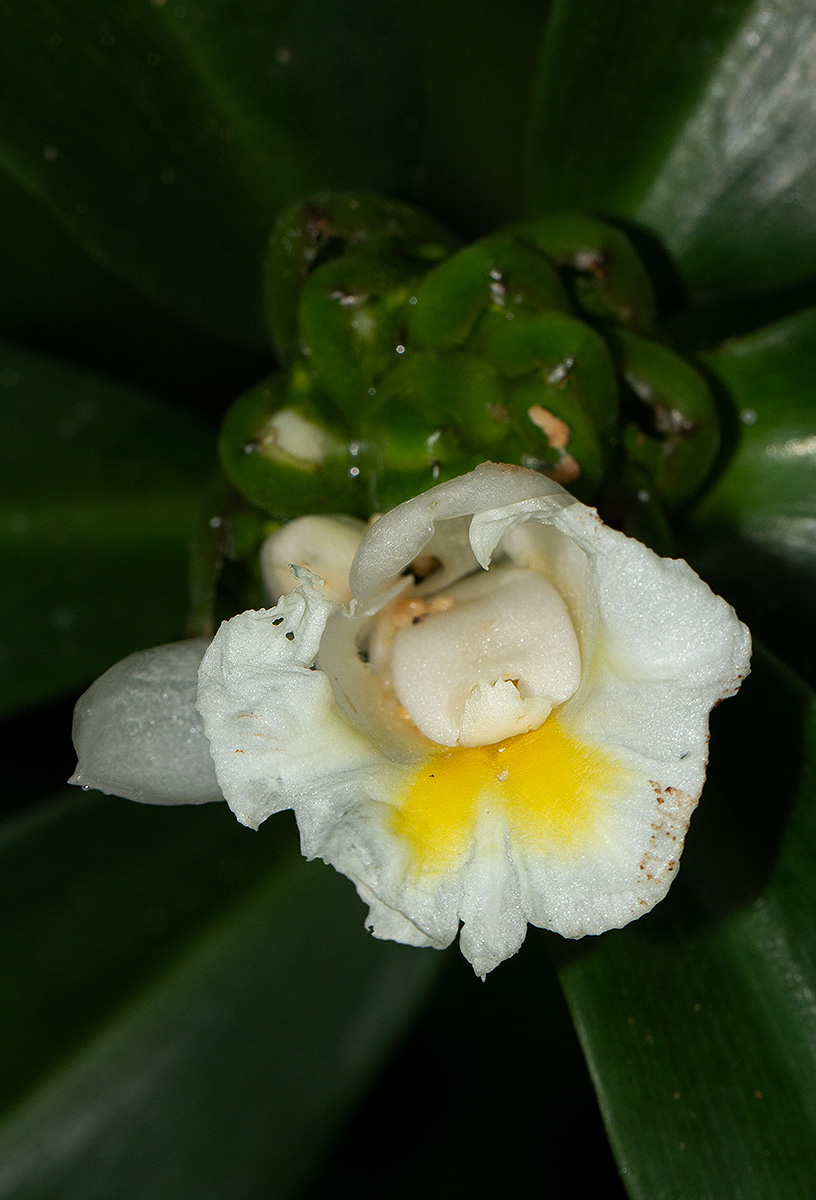 Costus afer