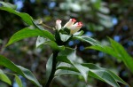 Costus afer
