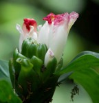 Costus afer