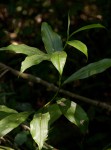 Costus afer