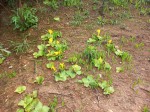 Costus macranthus