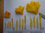 Costus spectabilis
