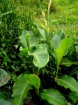 Canna indica