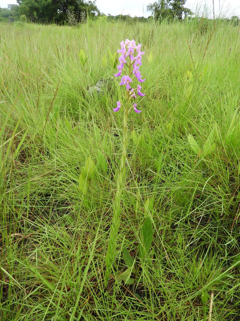 Brachycorythis pleistophylla subsp. pleistophylla